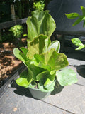 Large Staghorn Platycerium Elephantotis Shipped Without Pot
