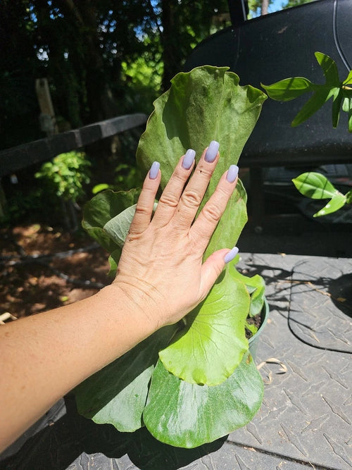 Large Staghorn Platycerium Elephantotis Shipped Without Pot