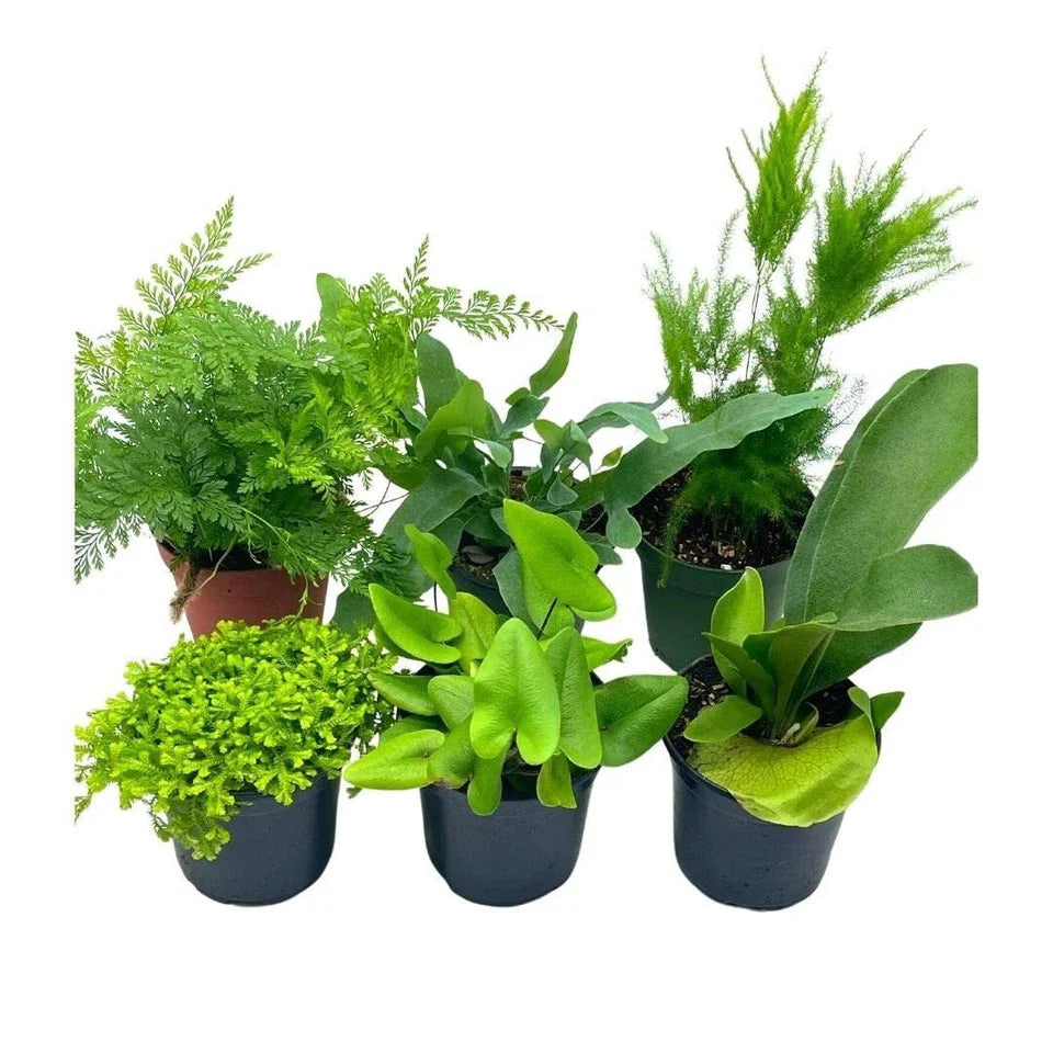 Fern Assortment Set, 4 inch pots, Staghorn, Asparagus, Club Moss, Staghorn, Hear