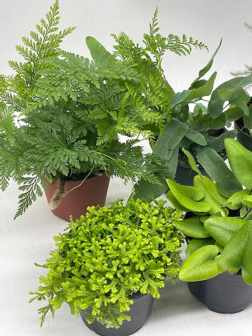 Fern Assortment Set, 4 inch pots, Staghorn, Asparagus, Club Moss, Staghorn, Hear
