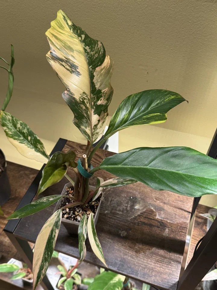 Philodendron Caramel Marble Variegated - VERY NICE HIGH VARIEGATION - US Seller