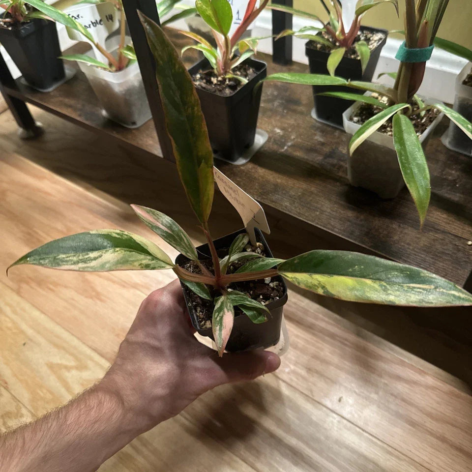 Philodendron Caramel Marble Variegated - VERY NICE HIGH VARIEGATION - US Seller