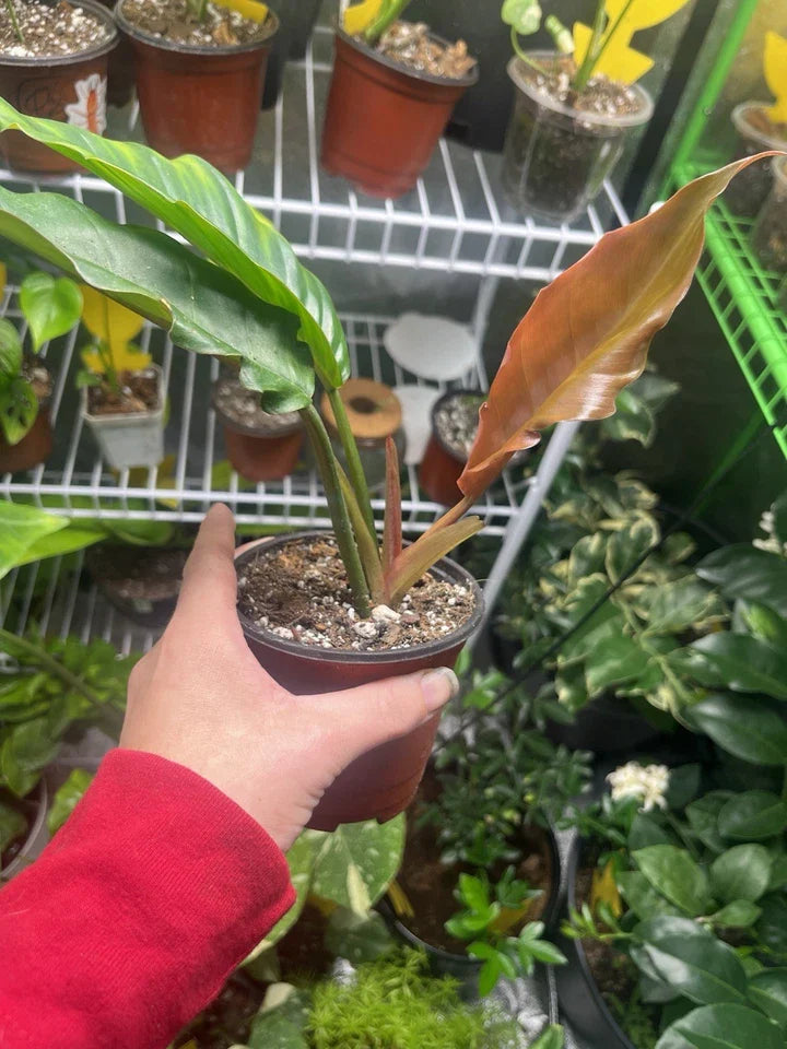 Philodendron Caramel Marble Variegated