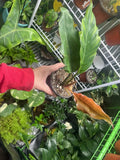 Philodendron Caramel Marble Variegated
